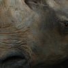 Replica of a white rhino head.