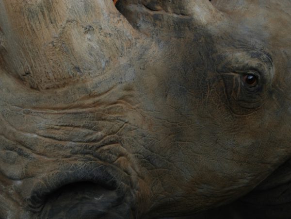 Replica of a white rhino head.