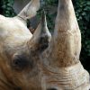 Replica of a white rhino head.