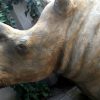 Replica of a white rhino head.