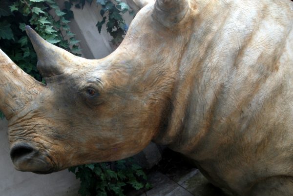 Replica of a white rhino head.