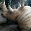 Replica of a white rhino head.