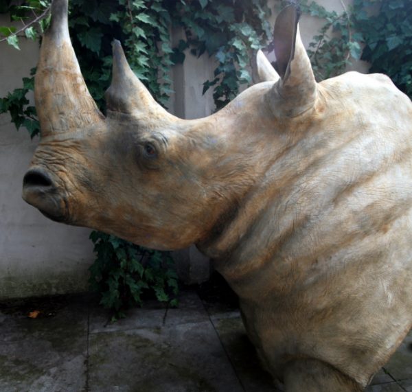 Replica of a white rhino head.