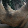 Replica of a white rhino head.