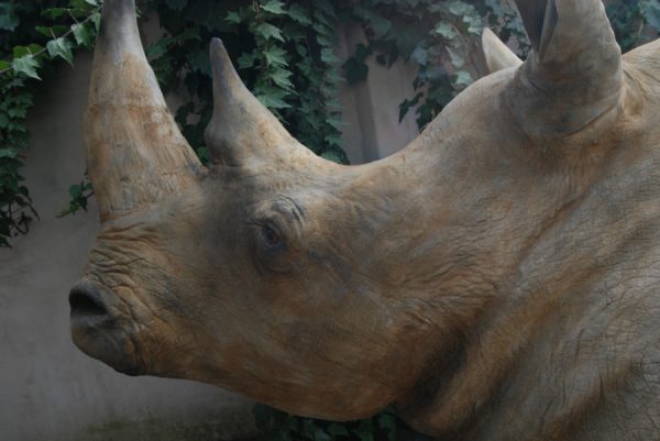 Replica of a white rhino head.