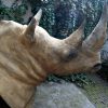 Replica of a white rhino head.