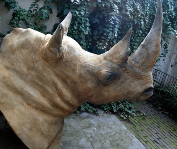 Replica of a white rhino head.