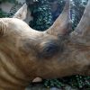 Replica of a white rhino head.