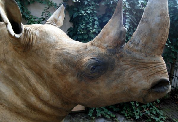 Replica of a white rhino head.