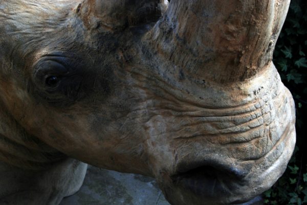 Replica of a white rhino head.