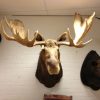 Hughe trophy head of an Alaskan moose. Moosehead.