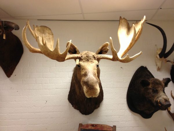 Hughe trophy head of an Alaskan moose. Moosehead.