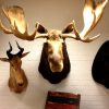 Hughe trophy head of an Alaskan moose. Moosehead.