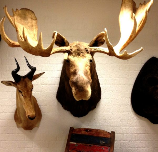 Hughe trophy head of an Alaskan moose. Moosehead.