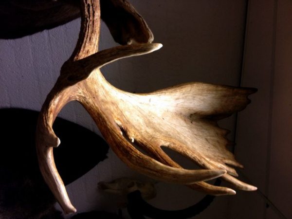 Hughe trophy head of an Alaskan moose. Moosehead.