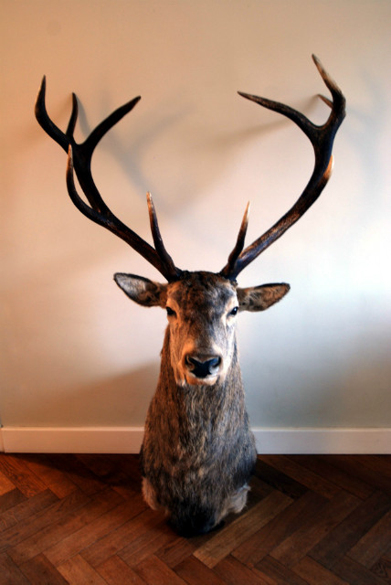 New trophy head of a red stag. Deer head.