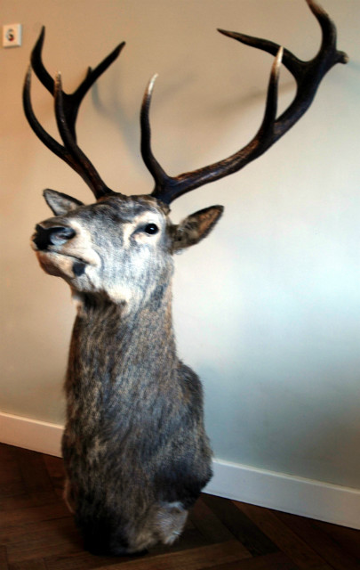 New trophy head of a red stag. Deer head.