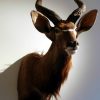 Very nice detailed trophy head of a nyala.