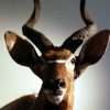 Very nice detailed trophy head of a nyala.