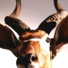 Very nice detailed trophy head of a nyala.