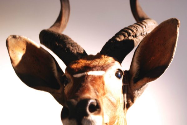 Very nice detailed trophy head of a nyala.