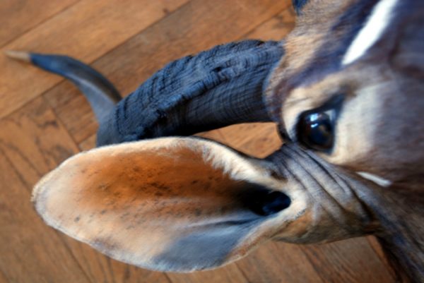 Very nice detailed trophy head of a nyala.