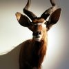 Set shouldermounts of young waterbuffalo. New taxidermy.