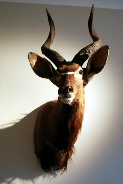 Very nice detailed trophy head of a nyala.