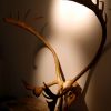 Hugh pair of antlers of an Alaskan caribou.