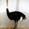 Enormous big fullmount of an ostrich.