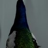 Stuffed peacock mounted on a pedestal. Fresh taxidermy.