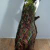 Stuffed peacock mounted on a pedestal. Fresh taxidermy.