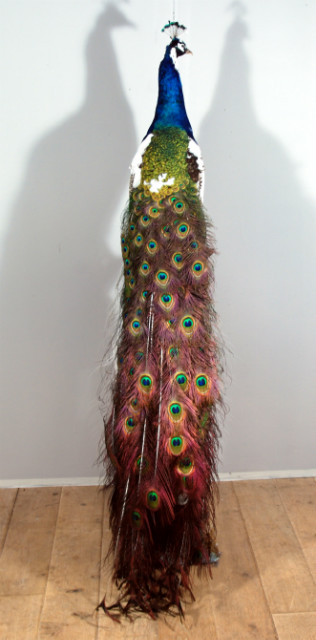 Stuffed peacock mounted on a pedestal. Fresh taxidermy.