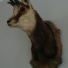 Vintage trophy head of a Chamois.