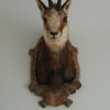 Vintage trophy head of a Chamois.
