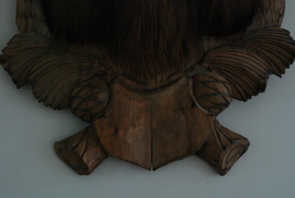 Vintage trophy head of a Chamois.