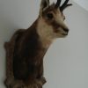 Stuffed head of a Spanish ibex