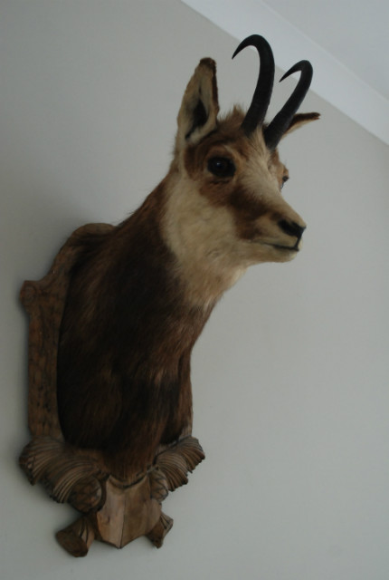 Vintage trophy head of a Chamois.