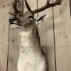 New  shouldermount of a fallow deer. Deerhead.