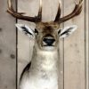 New  shouldermount of a fallow deer. Deerhead.