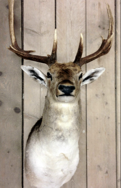New  shouldermount of a fallow deer. Deerhead.