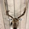 New  shouldermount of a fallow deer. Deerhead.