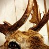 New  shouldermount of a fallow deer. Deerhead.