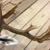 New  shouldermount of a fallow deer. Deerhead.