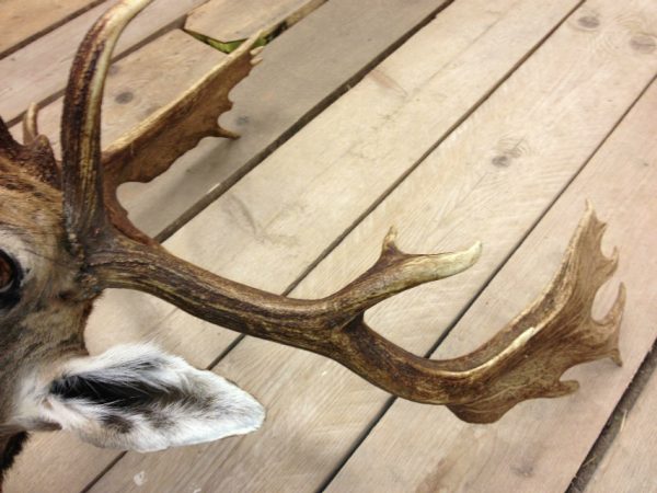 New  shouldermount of a fallow deer. Deerhead.