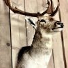 Fresh taxidermy head of a big red stag.