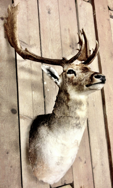 New  shouldermount of a fallow deer. Deerhead.