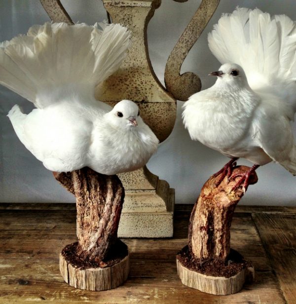 Stuffed white doves.