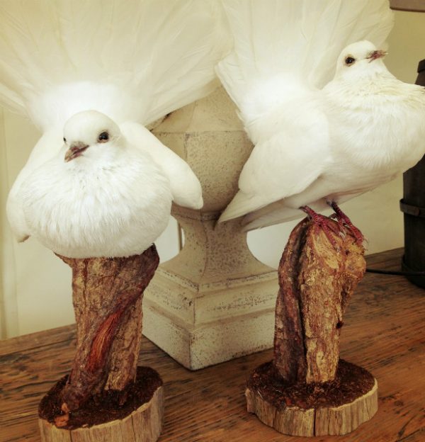 Opgezette witte duiven.