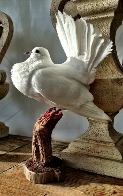 Stuffed white doves.